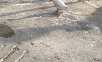ESCUELA DE MANEJO ADVANCE GUADALUPE