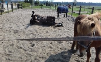 Paardehouderij, -Rijschool en Akkerbouwbedrijf Frederiks