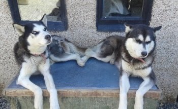 Gorey School of Motoring