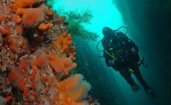 Lofoten Diving