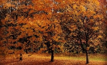West Vancouver Driving School