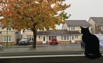 Blue Driving School ( Automatic Lessons)