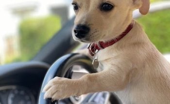 FastFwd Driving School