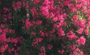 Autoscuole Napoleone - Autoscuola a Negrar