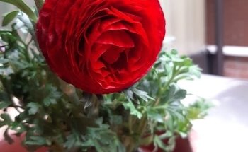 Autoscuole Eugubine Riunite