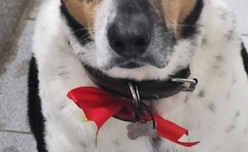 Centro Regional De Formação Em Segurança Urbana