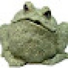 Toads School of Driving