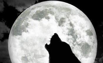 Wolf Investigazioni Catanzaro