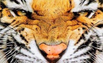 IT Tiger Security Services