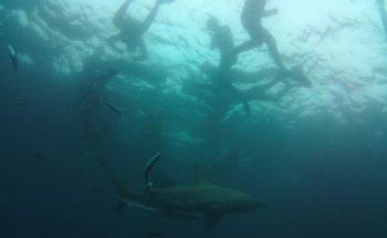 Wellington Investigations Limited