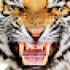 IT Tiger Security Services