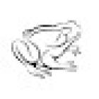 Bullfrog