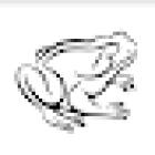 Bullfrog