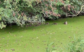 Scholen aan Zee - afdeling lyceum