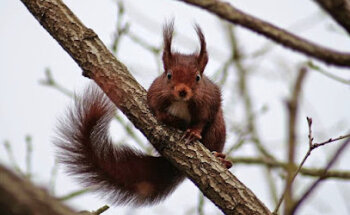 Peak Me | A language school with a twist