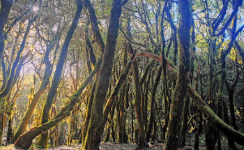 Island Learning La Gomera