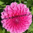 Aschwanden Englisch für Kinder, Frühenglisch, Sprachschule