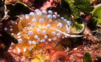 Diving Triton Llafranc