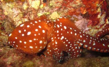 Dream Dive. Centro buceo Tossa de Mar