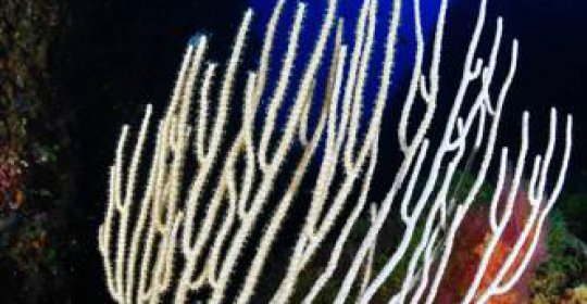 Hotel Spa Pinar del Mar