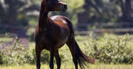 Masia Yeguada Senillosa