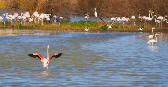 Parc Natural dels Aiguamolls de l'Empordà