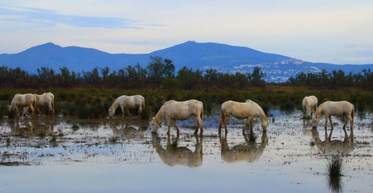 Parc Natural dels Aiguamolls de l'Empordà