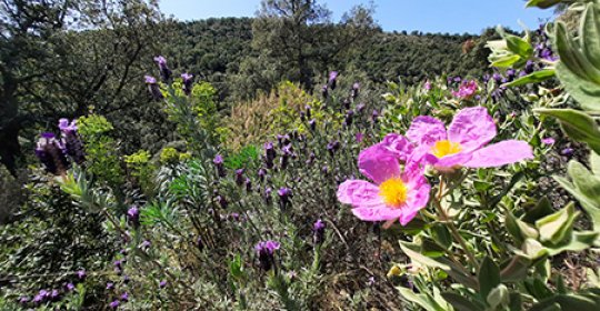 Paratge Natural d'Interès Nacional de l'Albera