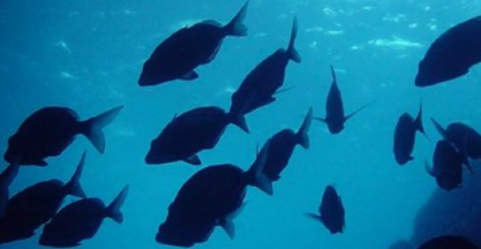 Parc Natural del Montgrí, les Illes Medes i el Baix Ter