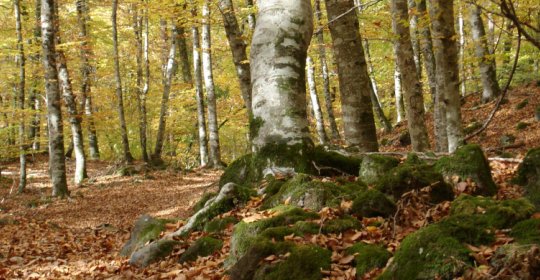 Zona Volcánica de la Garrotxa