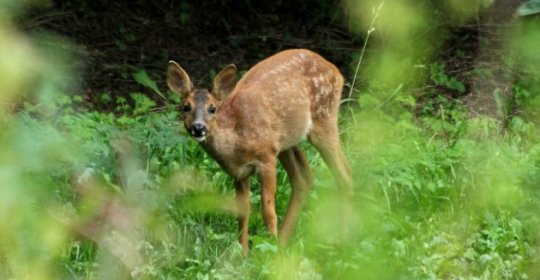 Zona Volcánica de la Garrotxa