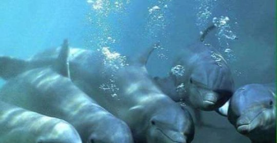 Dolphins Diving Center