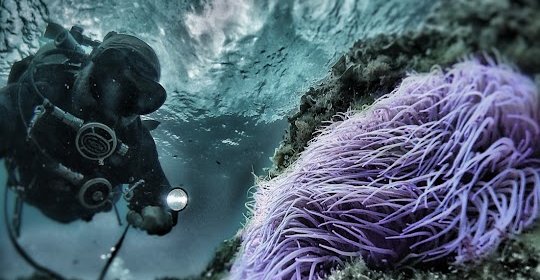 KrakenDive Tossa de Mar - Escuela de Buceo