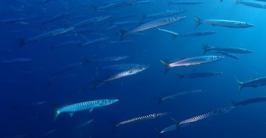 Diversub - Escuela de submarinismo