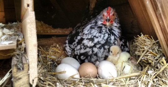 El Molí d'en Solà (Allotjament Golfes Est)