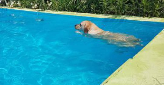 Mas Torrencito pet friendly