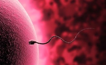 IMF-EASYFIV Barcelona - Clínica de fertilitat i Reproducció Asistida