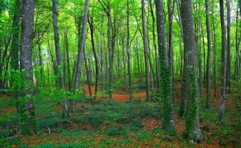 Clínica dental Area Salud Cunit