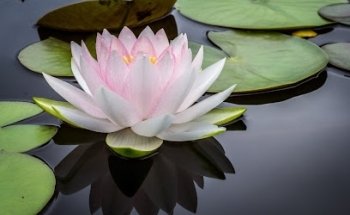 Dra. Lucy Santibáñez R.