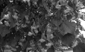 The Linden Tree Dental Lounge