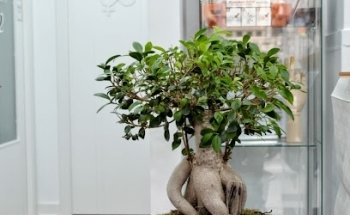 Clínica Dental Manos Ayudan