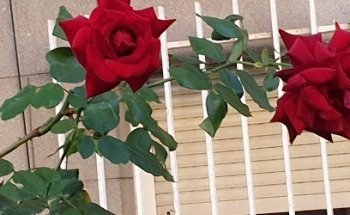 Clinica Garralda | Clínica Dental