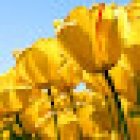 Lendrino Vela Noemí