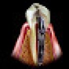 CONSULTORIO DENTAL C.D Javier Rosales