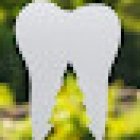 Bellingham Dental Group