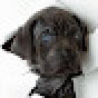 Airport Veterinary Clinic USDA Accreditated Veterinarian Class 2 All Animals.