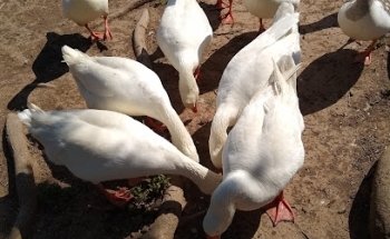 Parque Lago Henry Dellarossa
