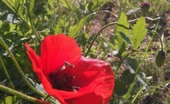 Zdenka Brezina - CSO - Cranio Sacrale Osteopathie | Yoga | Tanz | Lebensberatung | Bachblüten | Verfilzt & Zugenäht