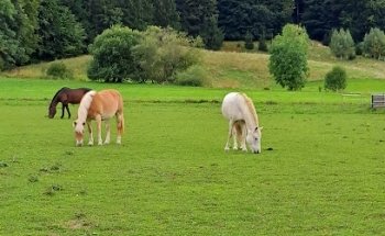 Blossomlife Karoline Mariner