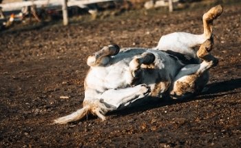 Sognohof - artgerechte Tierhaltung in der Großstadt